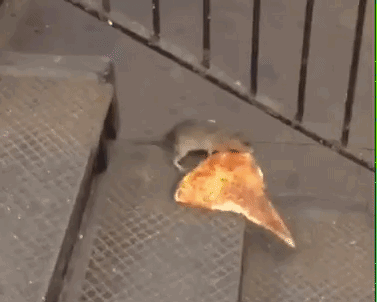 Rat with Pizza